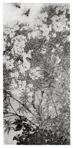 南薰綽約2